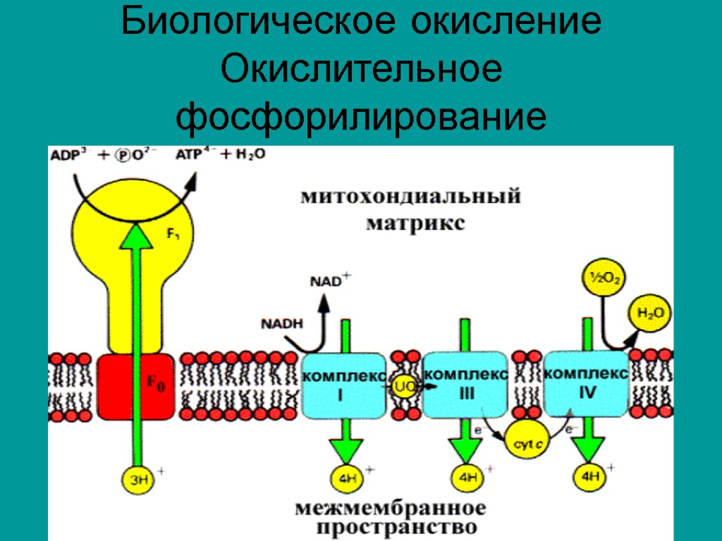 Биологическое окисление Окислительное фосфорилирование